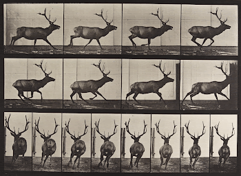 Animal Locomotion Plate 695 (1887) | Free Photo - rawpixel