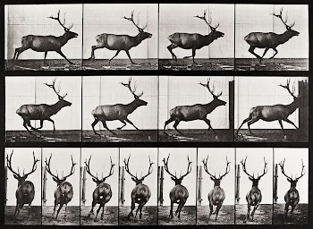 Animal locomotion plate 695 (1887) | Free Photo - rawpixel