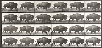 Animal Locomotion Plate 699 (1887) | Free Photo - rawpixel