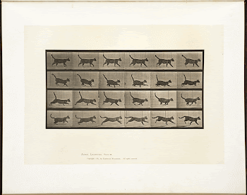 Animal locomotion. Plate 716 (ca.1887) | Free Photo - rawpixel