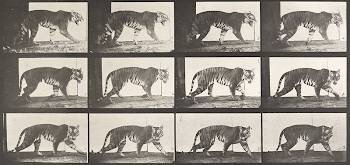 Animal Locomotion Plate 729 (1887) | Free Photo - rawpixel