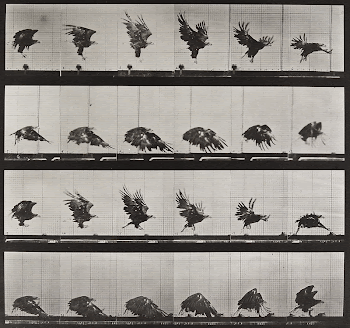 Animal Locomotion Plate 730 (1887) | Free Photo - rawpixel