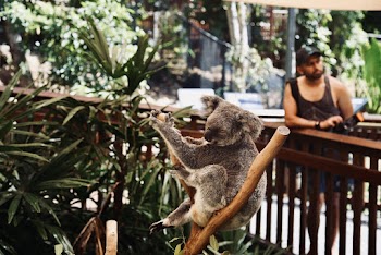 Animal on Display