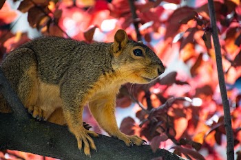 Animal On Tree Branch