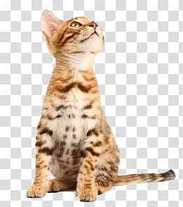 Animal, orange and brown kitten staring on top transparent background PNG clipart