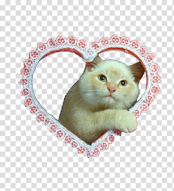 Animal s, beige and white cat transparent background PNG clipart