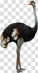 Animal s, black and gray ostrich painting transparent background PNG clipart
