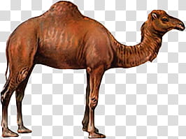 Animal s, brown camel illustration transparent background PNG clipart