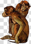 Animal s, two brown monkeys illustration transparent background PNG clipart