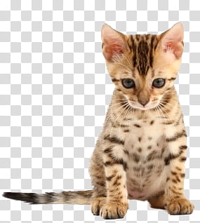 Animal, short-fur brown kitten transparent background PNG clipart