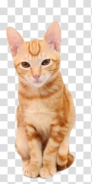 Animal, sitting orange tab transparent background PNG clipart
