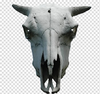 Animal skull cut out, gray bull skull transparent background PNG clipart