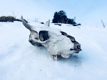 Animal Skull on Ground Covered With Snow