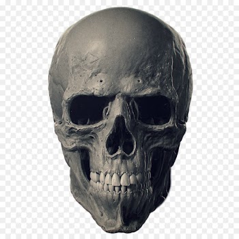 Animal Skulls Bone Human skeleton - skulls 