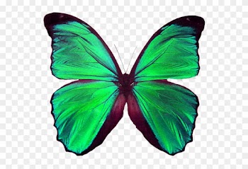 Animal - - Symmetrical Shapes In Nature