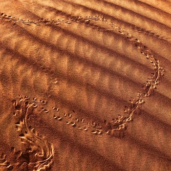 Animal Tracks in Brown Sand