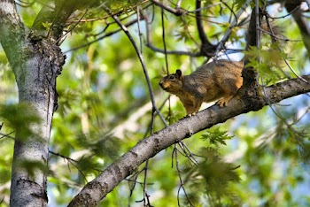 Animal Walking On Tree Branch