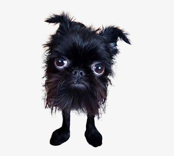 Animala Cute - Ugly Dog Transparent Background - Free Transparent ...