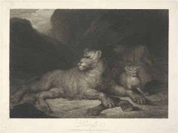 Animals [a pair]: 1. Lioness | Free Photo - rawpixel