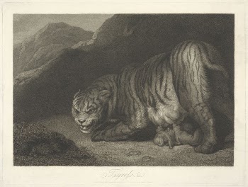 Animals [a pair]: 2. Tigress | Free Photo - rawpixel