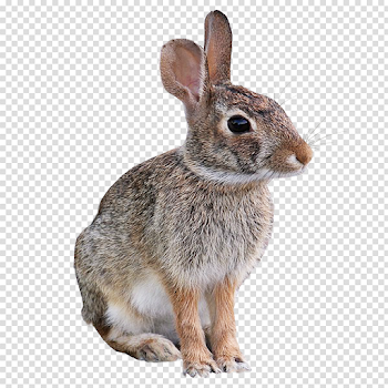Animals and birds no background Animal and Bird images
