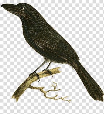 Animals and Plants, black crow illustration transparent background PNG clipart