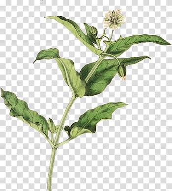 Animals and Plants, view of white flower plant transparent background PNG clipart
