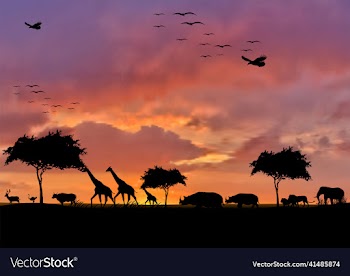 animals and wildlife sunset