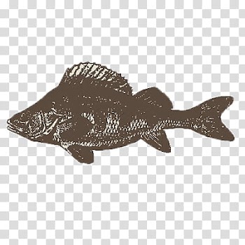 Animals, black and white fish illustration transparent background PNG clipart