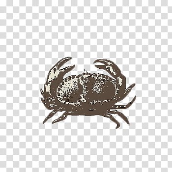 Animals, crab transparent background PNG clipart