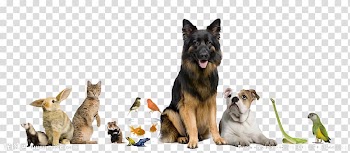 Animals , Dog Cat Pet sitting Pet Shop, Animal House transparent background PNG clipart