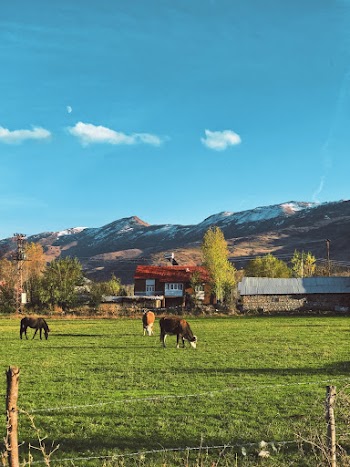 Animals Eating Grass