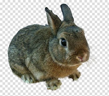 Animals , gray rabbit transparent background PNG clipart