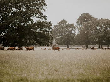 Animals in a Field