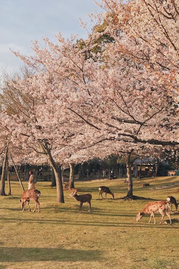 Animals On Green Grass Field