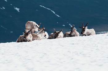 animals on snow field