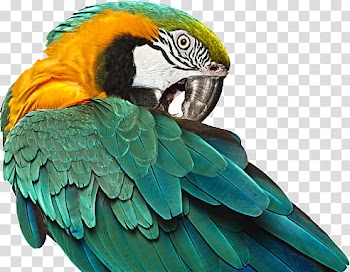 Animals s, green macaw transparent background PNG clipart