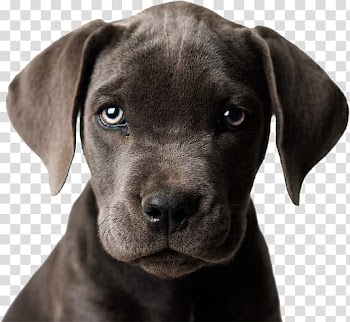 Animals s, short-coated black puppy transparent background PNG clipart