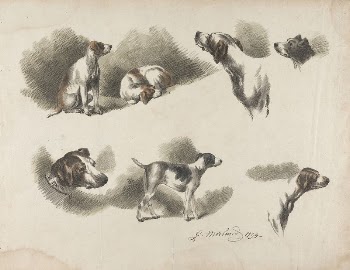 [Animals] Seven studies on hound | Free Photo - rawpixel