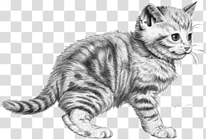 ANIMALS, silver tab transparent background PNG clipart