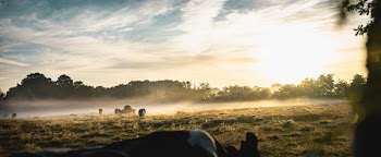 Animals Walking on Grass Field