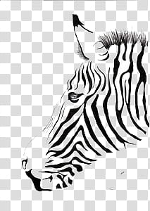 ANIMALS, zebra sketch transparent background PNG clipart