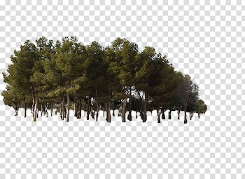 Animated green trees, Pine Tree Forest, Jungle tree woods forest transparent background PNG clipart