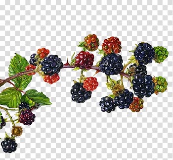 , animated illustration of blue and red fruit bearing plant transparent background PNG clipart