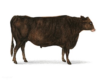 Animated Nature (1855), a portrait of an ox. .. | Free stock vector - 471415