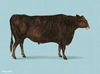 Animated Nature (1855), a portrait of an ox. .. | Free stock vector - 471466