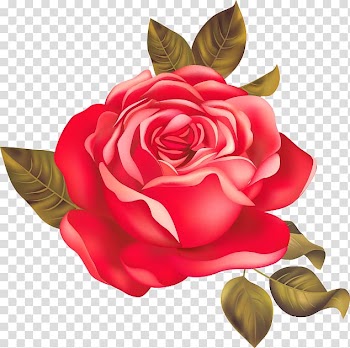 Animated oriental red rose, Garden roses Centifolia roses Beach rose Red, Beautiful red roses transparent background PNG clipart