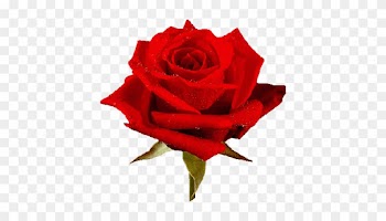 Animated Roses Images - Love You Rose Flower