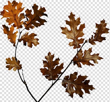 Animation , autumn transparent background PNG clipart