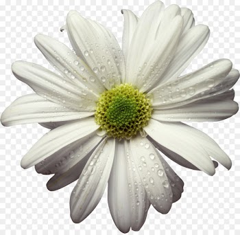 Animation Tenor Gfycat - camomile 